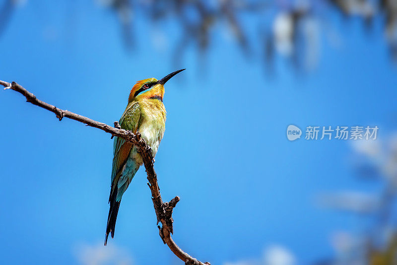 彩虹食蜂鸟(Merops ornatus)